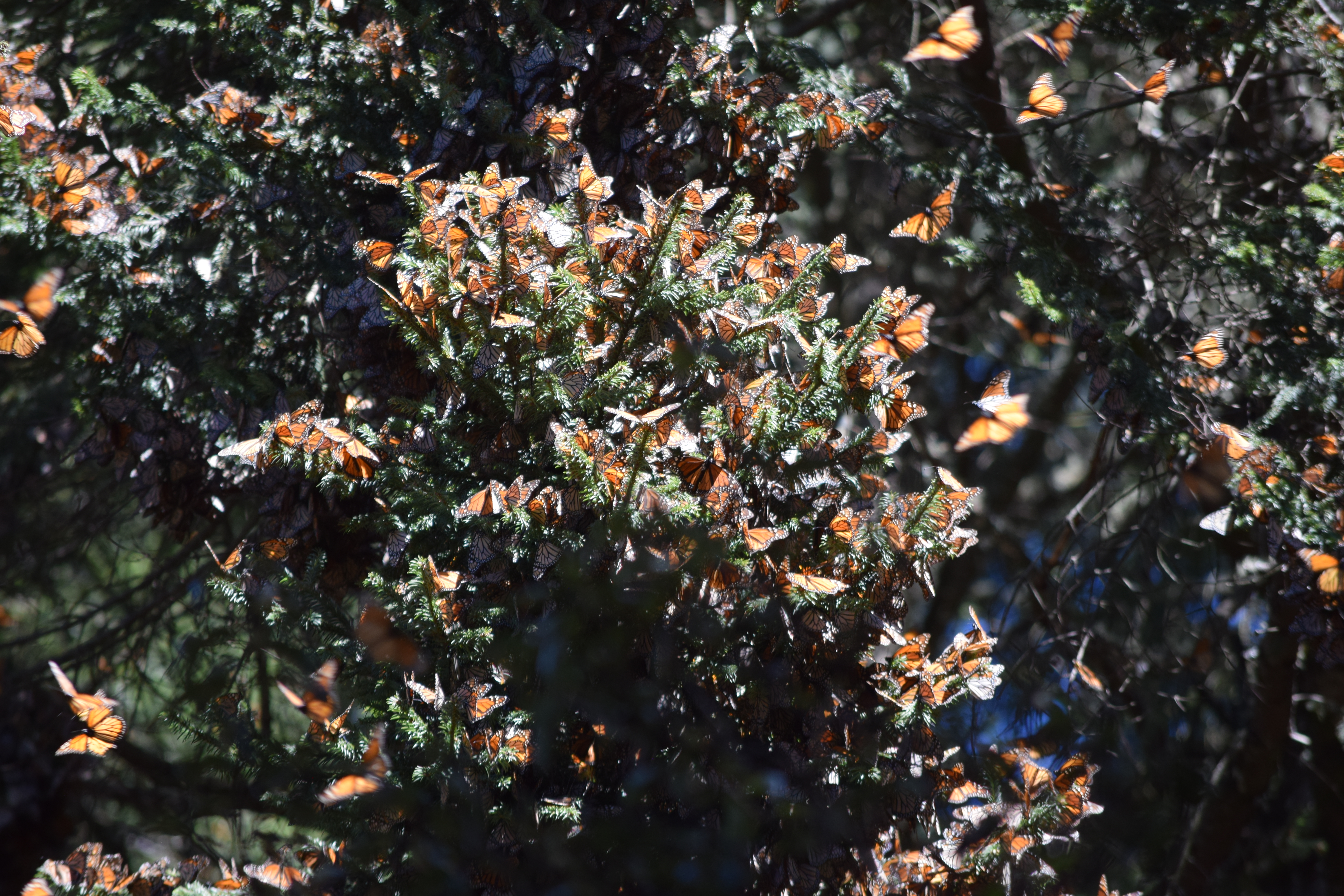 Monarch butterfly on an oyamel tree in the Monarch Butterfly Biosphere Reserve, Mexico